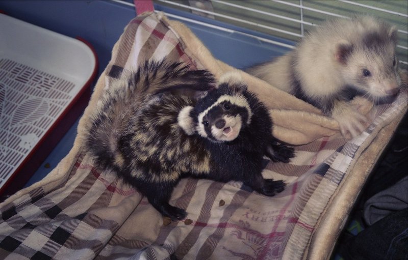 sklonište za ferret