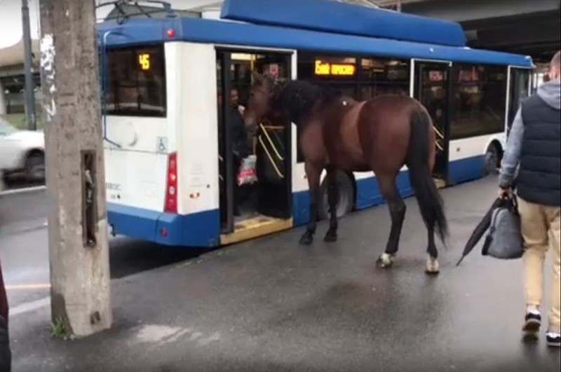konjski trolejbus Peterburg