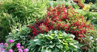 Rascvjetana weigela među domaćinom