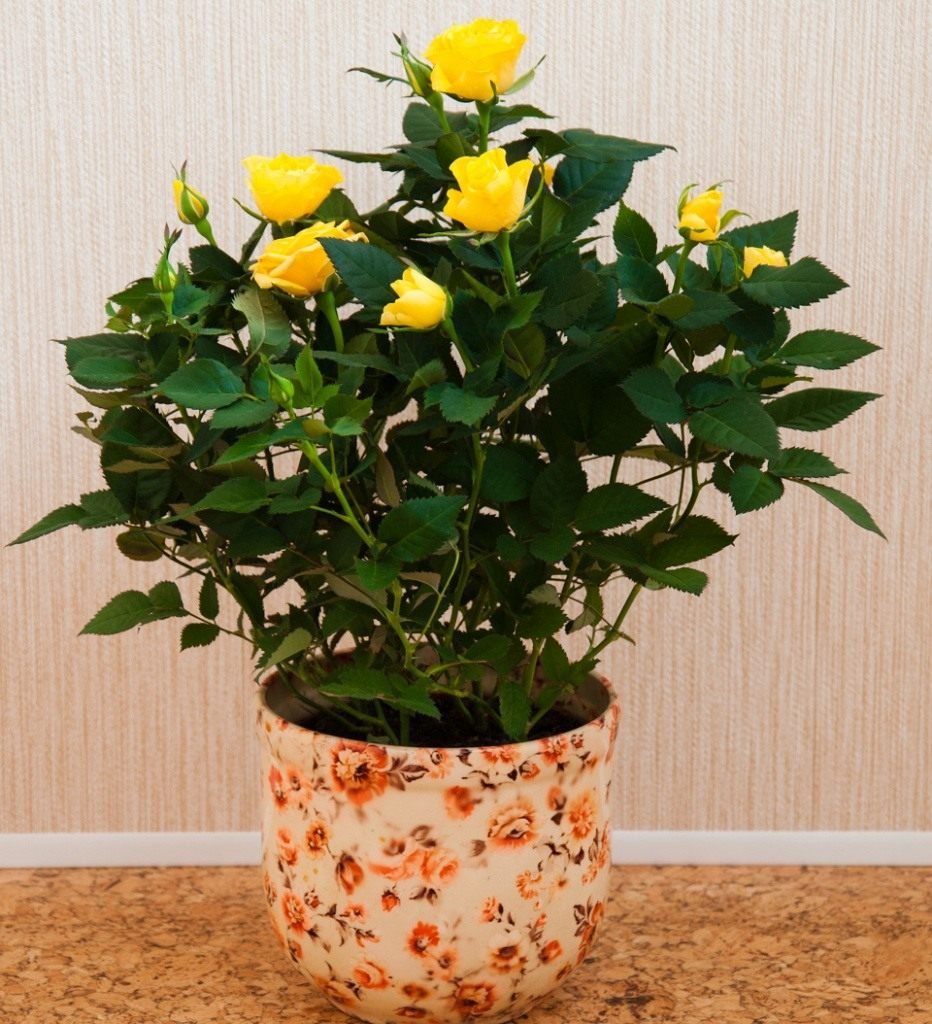 Rose mini mix: kako se brinuti kod kuće