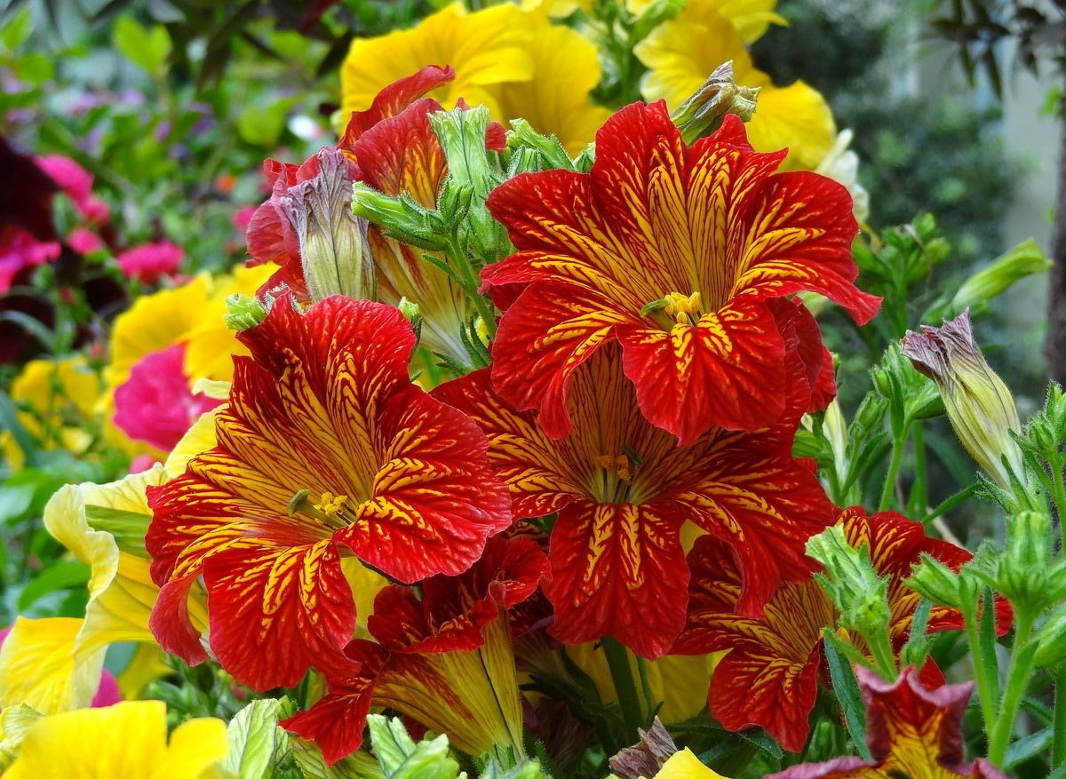 Sadnja i briga za salpiglossis: sorte, fotografija cvijeća