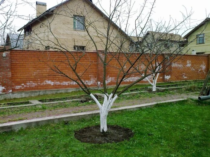 Drvo šljive