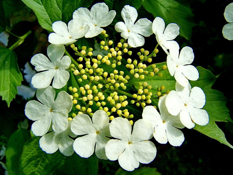 Cvat Viburnum