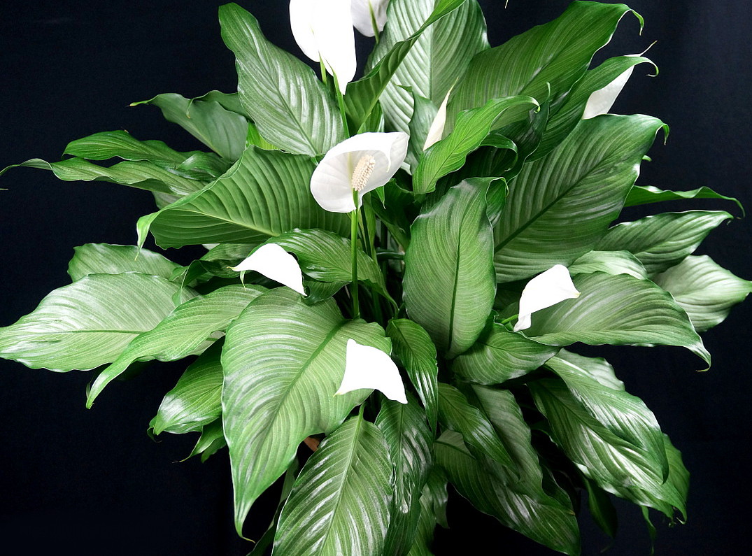 Zašto spathiphyllum pušta samo lišće, a ne cvjeta?