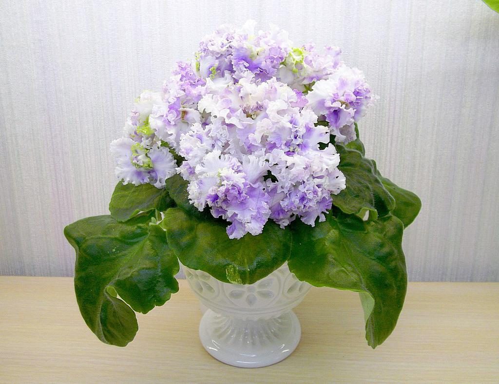 Streptocarpus u loncima