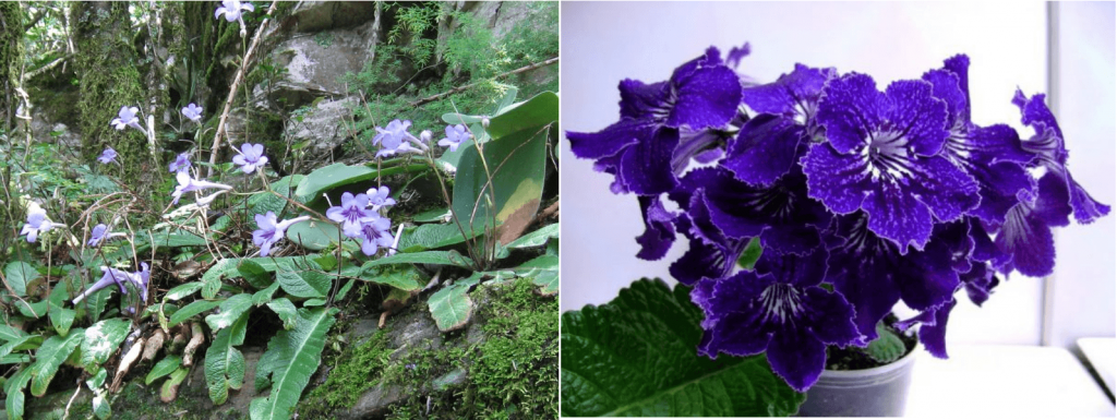 Wendlenov streptokarpus i njegov divlji rođak