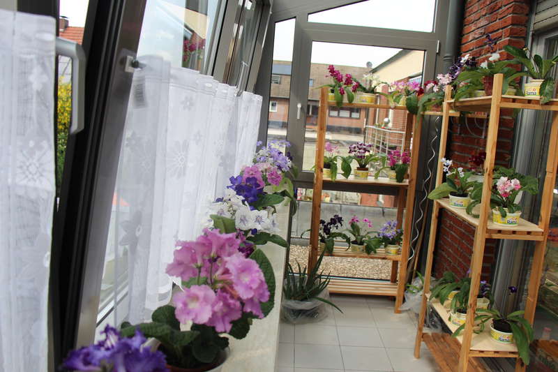 Streptocarpus na ostakljenoj lođi