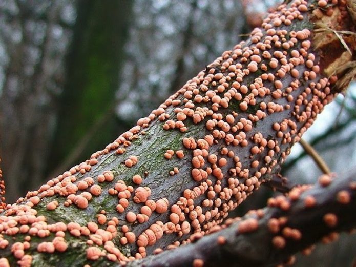 Tuberkularna nekroza na kori drveta