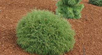 Thuja Gospodin Kugla za kuglanje