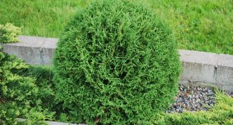 Thuja Sićušni Tim
