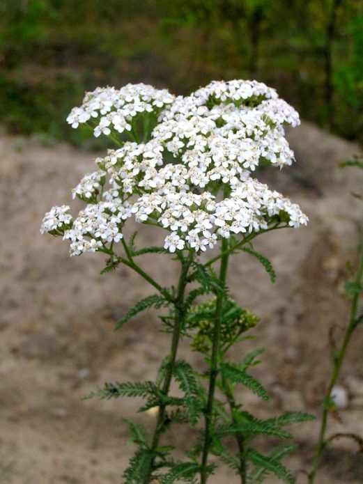 Achillea