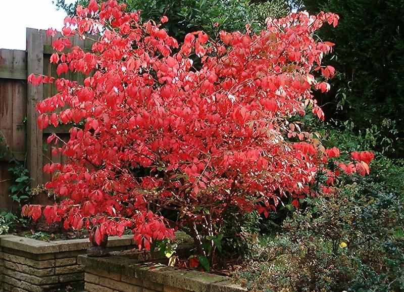 Vrtni ukras - euonymus