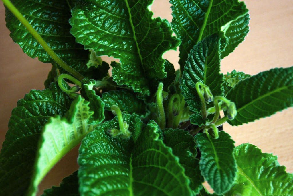 Streptocarpus u fazi aktivnog rasta