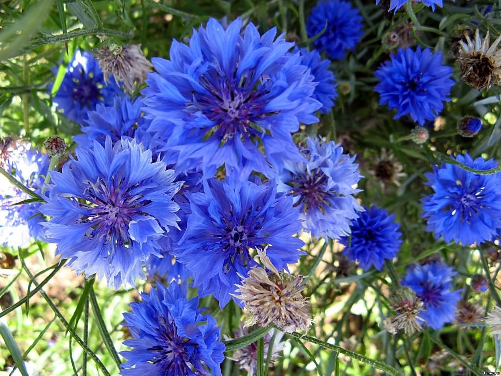 Terry cornflower: uzgoj iz sjemena