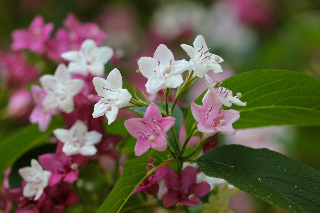 Weigela korejski
