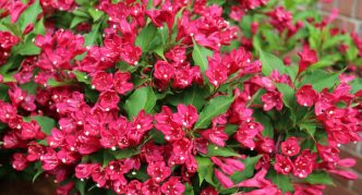 Weigela Crveni princ