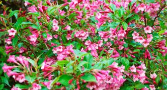 Weigela Rano