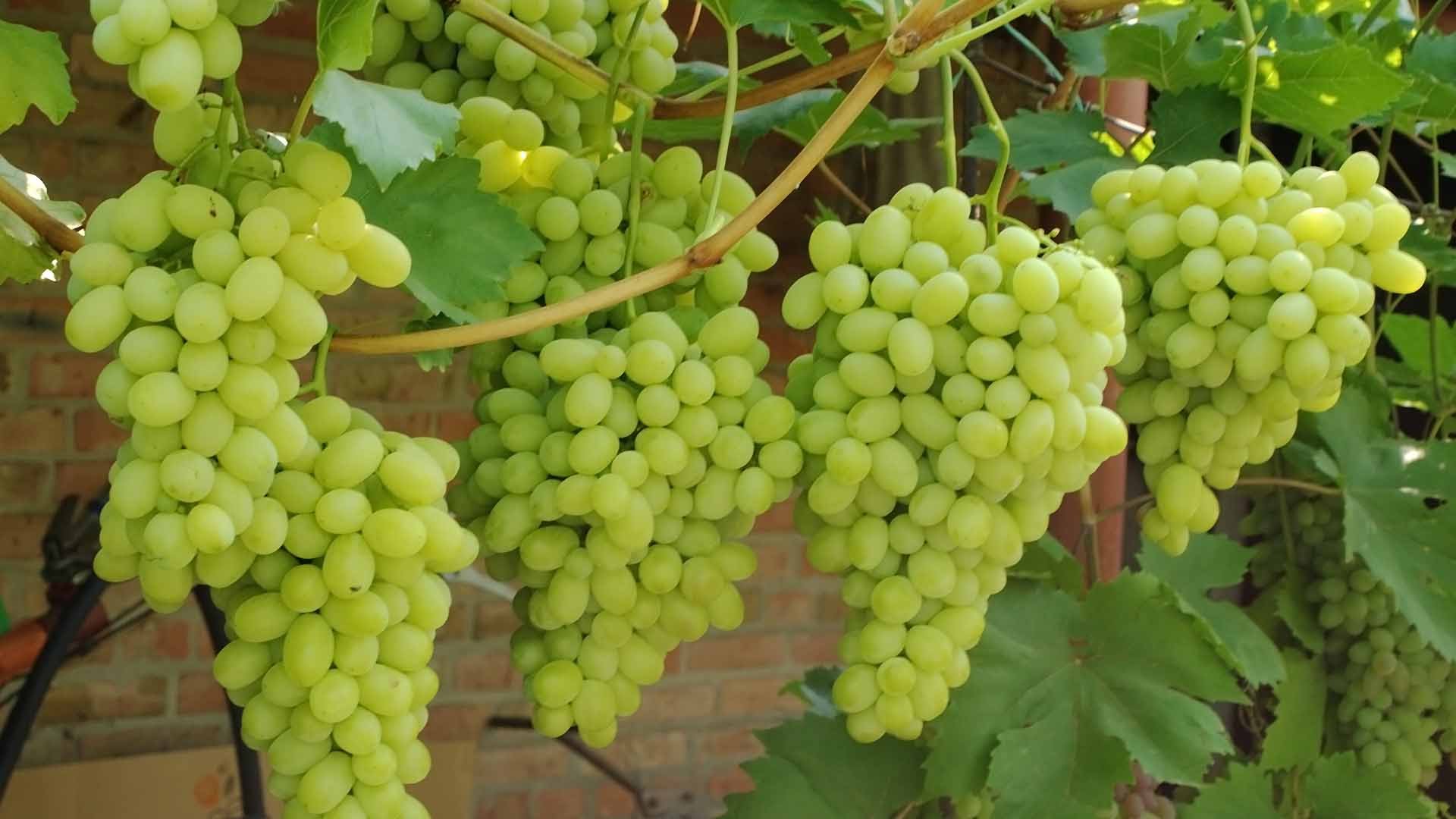 Đurđevak slatki, ljiljan nježni: opis mlade sorte grožđa