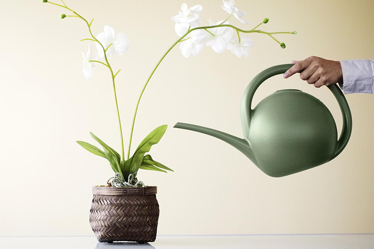 Kako zalijevati orhideju phalaenopsis kod kuće