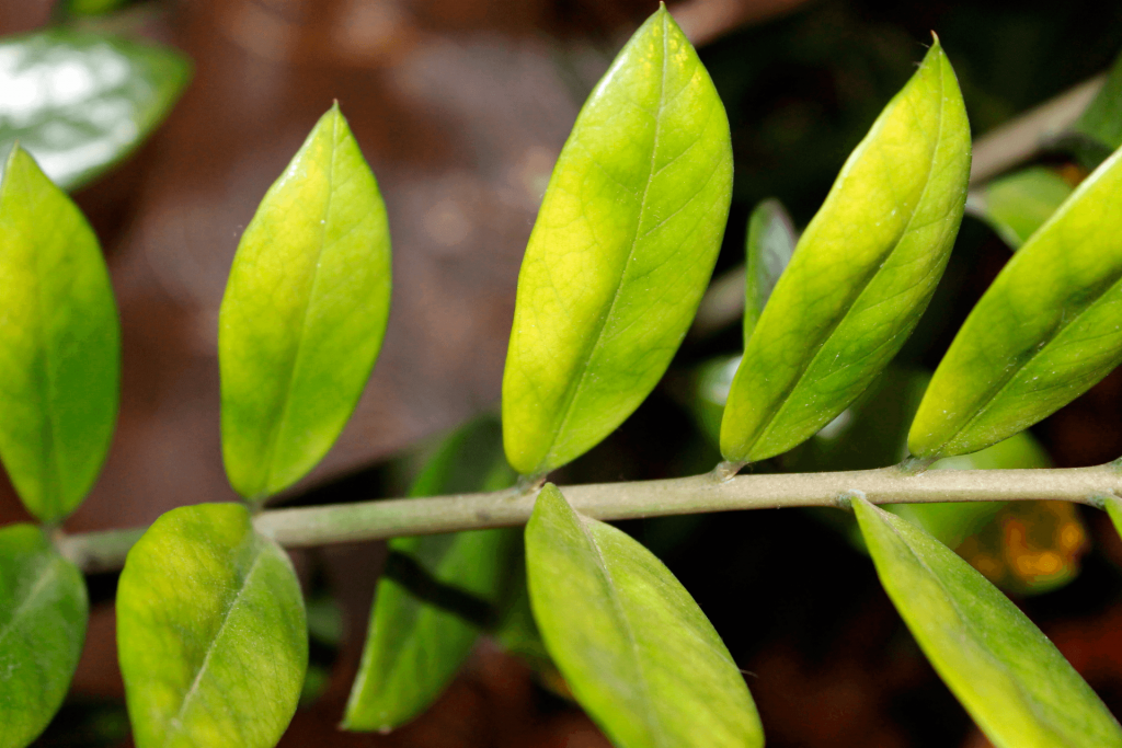 Zamioculcas požuti